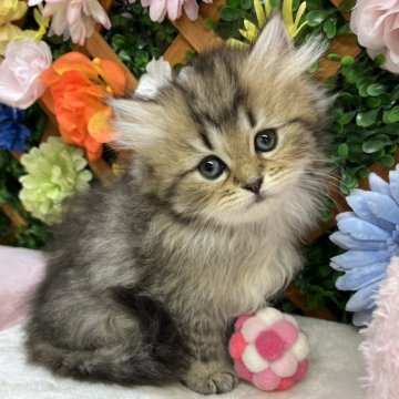 ペルシャ(チンチラ)【長野県・男の子・2025年9月9日・チンチラゴールデン】の写真「ふわふわな女の子☺️」