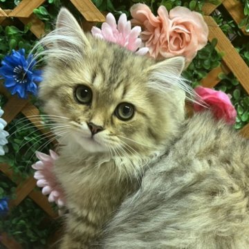 ペルシャ(チンチラ)【長野県・男の子・2025年6月3日・チンチラゴールデン】の写真「おもちゃがだいすきな男の子😊」