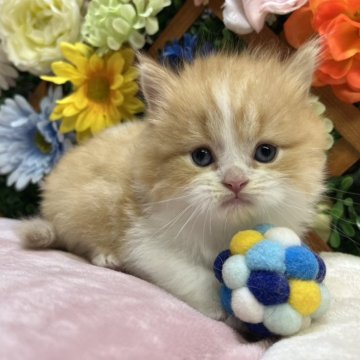 スコティッシュストレート【長野県・男の子・2025年9月20日・レッドタビー&ホワイト（ミディアム）】の写真「ふわふわな男の子☺️」