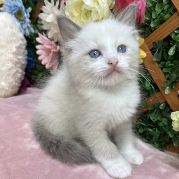 ラグドール【長野県・男の子・2025年8月7日・ブルーポイントバイカラー】の写真「おもちゃがすきな可愛い男の子です☺️」