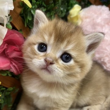 ブリティッシュショートヘア【長野県・男の子・2025年5月15日・ゴールデン】の写真「レアカラーの男の子☺️」