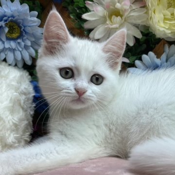 マンチカン(長足)【長野県・男の子・2025年4月19日・ホワイト（ショート）】の写真「甘えん坊な男の子☺️」