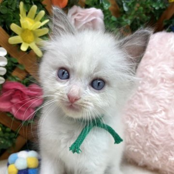 ラグドール【長野県・男の子・2025年9月10日・ブルーポイントバイカラー】の写真「元気な男の子☺️」