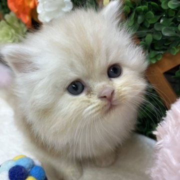 スコティッシュストレート【長野県・男の子・2025年10月24日・クリームタビー（ミディアム）】の写真「落ち着いてる男の子☺️」