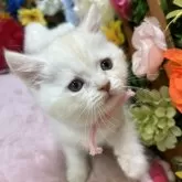 スコティッシュストレート