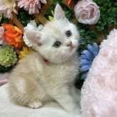 スコティッシュストレート
