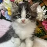 ミヌエット(長足)