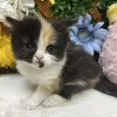スコティッシュストレート