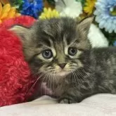 ミヌエット(短足)