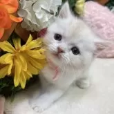 スコティッシュストレート