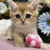 ブリティッシュショートヘア
