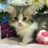 ミヌエット(短足)