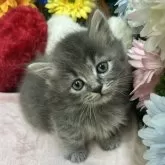 ミヌエット(短足)