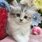 スコティッシュストレート