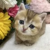マンチカン(短足)