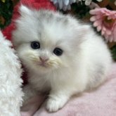 スコティッシュストレート