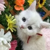 スコティッシュストレート