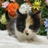 スコティッシュストレート