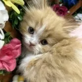 スコティッシュストレート