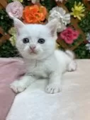 マンチカン(長足)【長野県・男の子・2025年8月25日・ホワイト】の写真6