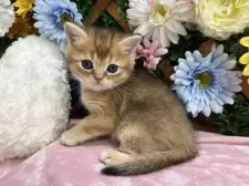 ブリティッシュショートヘア【長野県・男の子・2025年5月15日・ゴールデン】の写真4