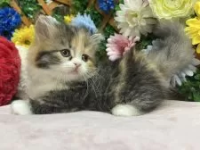 ミヌエット(短足)【長野県・女の子・2025年3月23日・ブラウンパッチドタビー&ホワイト】の写真4