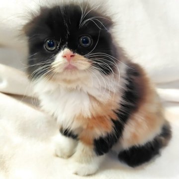 スコティッシュフォールド(折れ耳)【東京都・女の子・2025年8月23日・キャリコ（セミロング）】の写真「更新しました！抱っこ大好き！キャリコちゃん🩷」