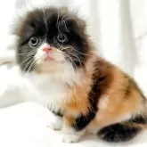 スコティッシュフォールド(折れ耳)【東京都・女の子・2025年8月23日・キャリコ】の写真4「ピンクのお鼻もポイントです」