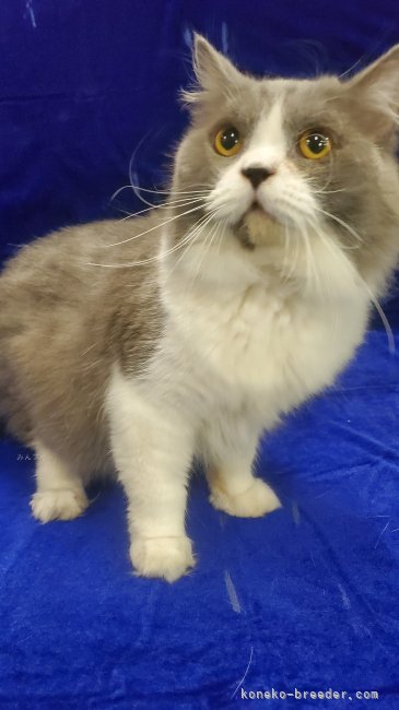 ブリティッシュロングヘア【・男の子・2024年4月11日・ブルー&amp;ホワイト】