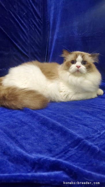 ラグドール【・男の子・2024年8月1日・シールポイントバイカラー】