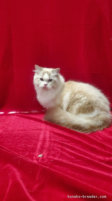 ラグドール【・女の子・2024年10月11日・シールリンクスバイカラー】「ふわふわの毛並みとバランスのとれた大きめの体型が魅力の美しいママです」