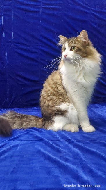 ノルウェージャンフォレストキャット【・男の子・2024年6月30日・ブラウンタビー&amp;ホワイト】「毛量、骨格全てにおいてとても優秀なお父さんお顔もとても凛々しい顔立ちです。」