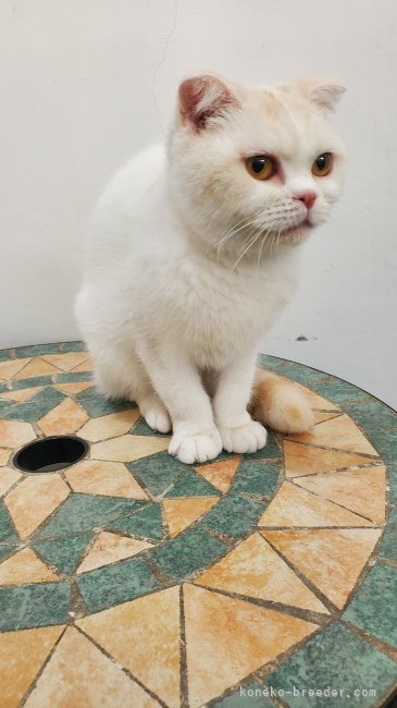 スコティッシュフォールド【・女の子・2020年3月23日・レッドタビーホワイト】