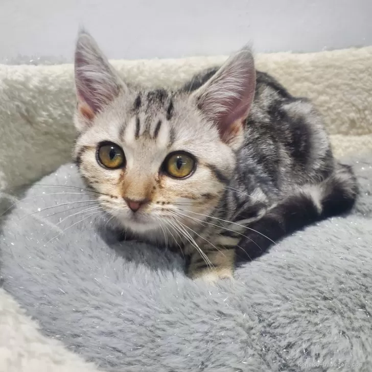 ID：2604-01529の子猫