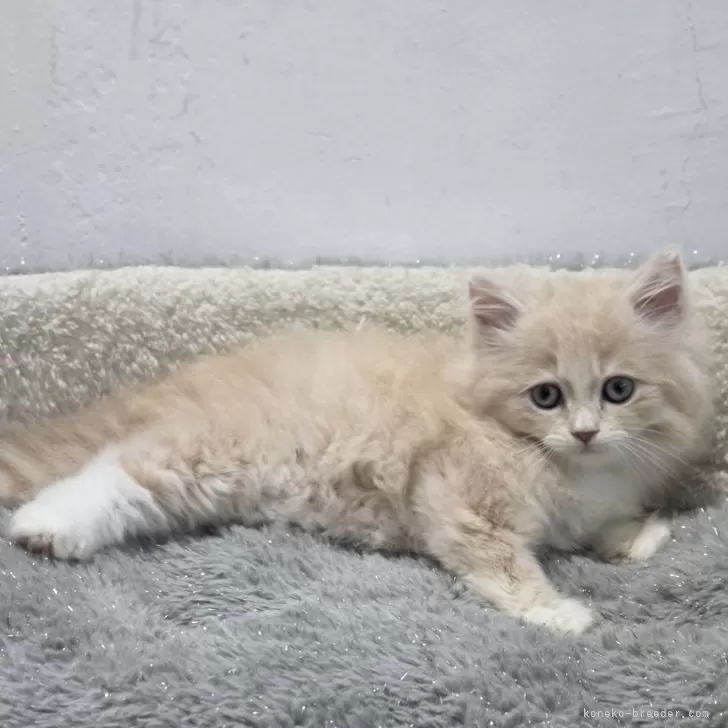 ID：2605-03250の子猫