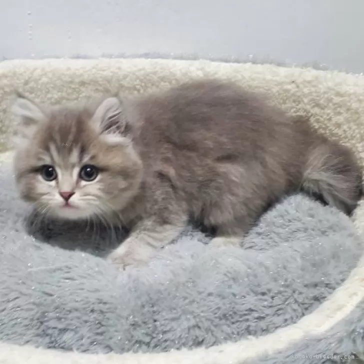 J.M 様のお迎えした子猫