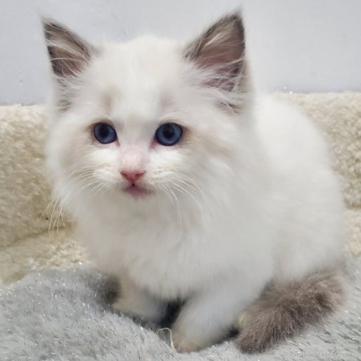 ブリーダー画像