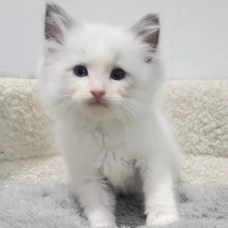 ラグドール【愛知県・男の子・2025年10月20日・ブルーポイントバイカラー】の写真1