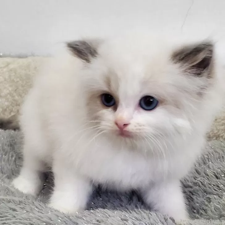 ID：2603-00232の子猫