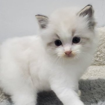 ラグドール【愛知県・男の子・2025年11月1日・シールリンクスポイントバイカラー（モコモコロングヘア）】の写真「綺麗な可愛いい甘えん坊！」