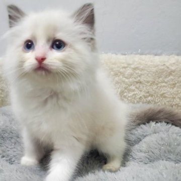 ラグドール【愛知県・女の子・2025年10月20日・ブルーポイントバイカラー（ゴージャスふわふわ）】の写真「抱っこ大好き、とっても甘えん坊の女の子」