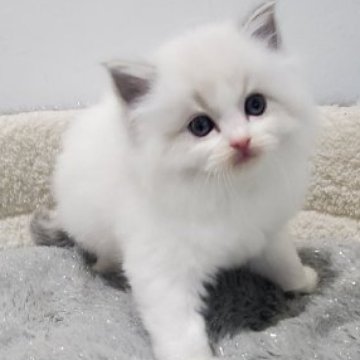 ラグドール【愛知県・女の子・2025年11月1日・ブルーリンクスポイントバイカラー（ゴージャスふわふわシルクの手触）】の写真「ふわふわ甘えで体格、毛並み、性格、すべてが最高級」