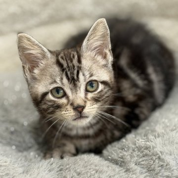 アメリカンショートヘア【愛知県・男の子・2025年10月8日・シルバータビー（輝くシルバー）】の写真「人懐こくて甘えん坊タイプ」