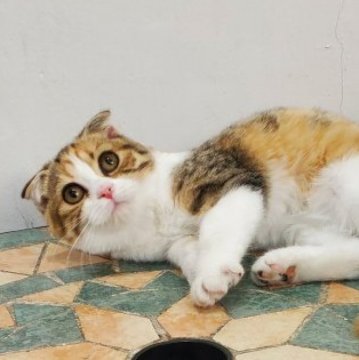 スコティッシュフォールド(折れ耳)【愛知県・女の子・2025年8月1日・ブラウンパッチドタビーホワイト】の写真「超甘えん坊、まんまるで愛らしいお顔が魅力的！」
