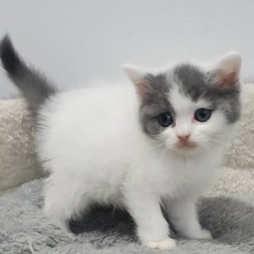 スコティッシュフォールド(立ち耳)【愛知県・女の子・2025年9月8日・ブルー&ホワイト（ふわふわショート）】の写真「好奇心旺盛で明るい性格の仔猫」