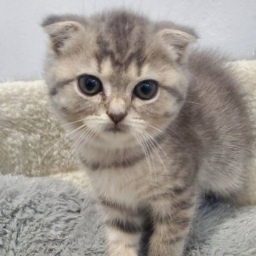 スコティッシュフォールド(折れ耳)【愛知県・女の子・2025年9月5日・ブルータビー&ホワイト（ふわふわショート）】の写真「優しいブルーの毛色が上品で、まるでぬいぐるみ」