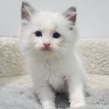 ラグドール【愛知県・男の子・2025年10月20日・ブルーポイントバイカラー（ゴージャスふわふわ）】の写真「抱っこ大好き、とっても甘えん坊の男の子」