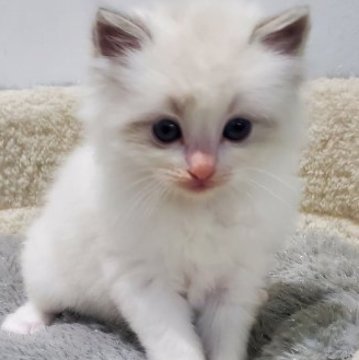 ラグドール【愛知県・女の子・2025年11月1日・ブルーリンクスポイントバイカラー（ふわふわロング）】の写真「甘えん坊の可愛いらしい美猫、性格も超優等生」