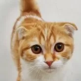 スコティッシュフォールド(折れ耳)