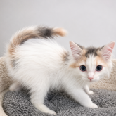ノルウェージャンフォレストキャット